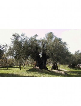 Olio Querce Soprane EVO - Ciaoone