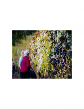 Barbera Dop Castel San Lorenzo - Ciaoone