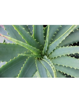 Aloe vera in fette ( spedizione gratuita ) 250gr - Ciaoone